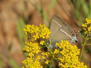 Gzel Sevbeni (Satyrium spini)