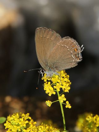 Byk Sevbeni (Satyrium ilicis)