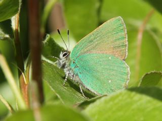 Zmrt (Callophrys rubi)