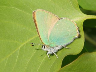 Zmrt (Callophrys rubi)