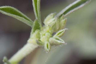 Zmrt (Callophrys rubi)