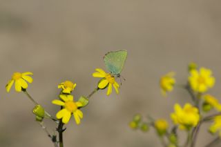 Zmrt (Callophrys rubi)