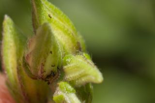 Zümrüt (Callophrys rubi)