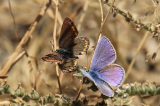 okgzl Meneke Mavisi (Polyommatus thersites)