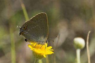 Minik Sevbeni (Satyrium acaciae)