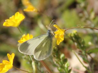 Doulu Narin Orman Beyaz (Leptidea duponcheli)