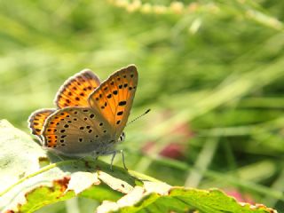 Ate Bakr Gzeli (Lycaena candens)