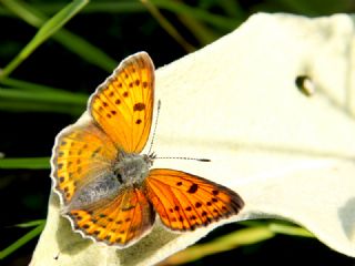 Ate Bakr Gzeli (Lycaena candens)