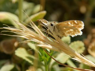 ark Zpzp (Carcharodus orientalis)