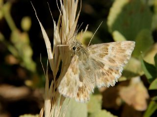 ark Zpzp (Carcharodus orientalis)