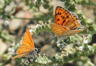 Kk Ate Gzeli (Lycaena thersamon)