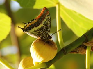 ift Kuyruklu Paa (Charaxes jasius )