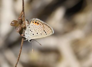 Mcevher Kelebei (Chilades trochylus)