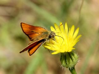 Sar Antenli Zpzp (Thymelicus sylvestris)