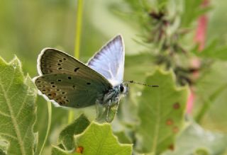 okgzl Amanda (Polyommatus amandus)