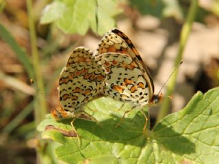 Benekli Byk parhan (Melitaea phoebe)