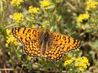 Benekli Byk parhan (Melitaea phoebe)