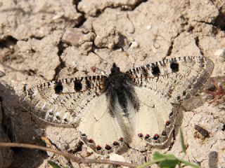 Yalanc Apollo (Archon apollinus)