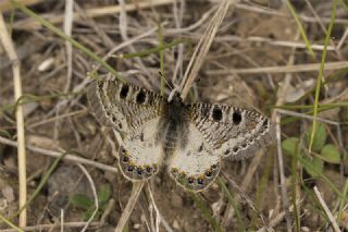 Yalanc Apollo (Archon apollinus)