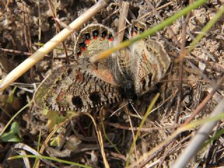 Yalanc Apollo (Archon apollinus)