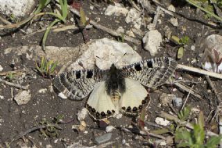 Yalanc Apollo (Archon apollinus)