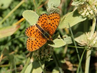 ift Noktal Brentis (Brenthis hecate)