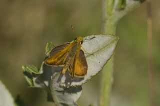 Sar Lekeli Zpzp (Thymelicus acteon)