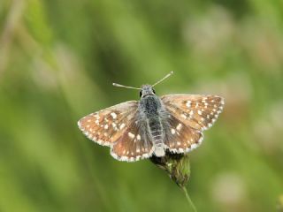 Kzl Zpzp (Spialia orbifer)