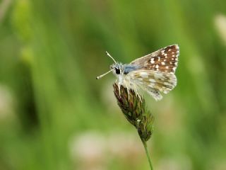 Kzl Zpzp (Spialia orbifer)