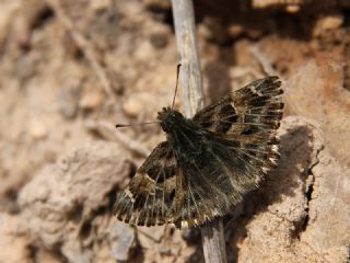 Hatmi Zpzp (Carcharodus alceae)