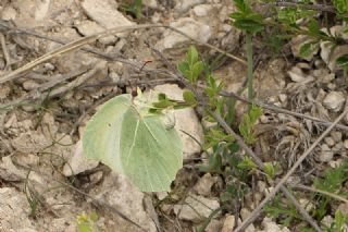 Anadolu Orakkanad (Gonepteryx farinosa)