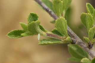 Anadolu Orakkanad (Gonepteryx farinosa)