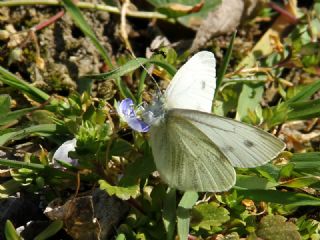 Yalanc Beyazmelek (Pieris pseudorapae)