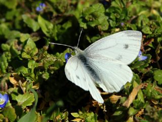 Yalanc Beyazmelek (Pieris pseudorapae)