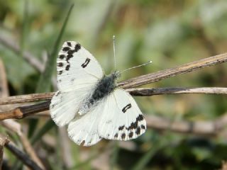 Kk Beneklimelek (Pontia chloridice)