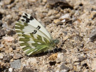 Kk Beneklimelek (Pontia chloridice)