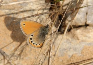 Rus Zpzp Perisi (Coenonympha leander)