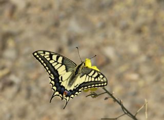 Krlangkuyruk (Papilio machaon)