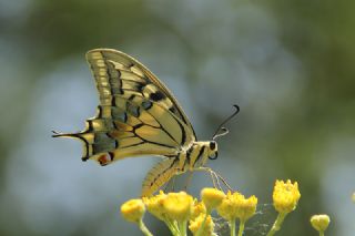 Krlangkuyruk (Papilio machaon)