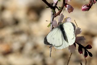 Byk Beyazmelek  (Pieris brassicae)