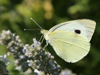 Byk Beyazmelek  (Pieris brassicae)