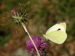 Byk Beyazmelek  (Pieris brassicae)