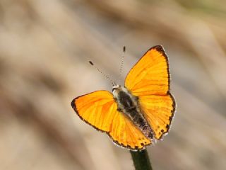 Alev Ategzeli (Lycaena kefersteinii)