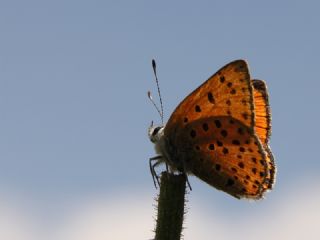 Alev Ategzeli (Lycaena kefersteinii)