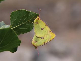 Gzel Azamet (Colias alfacariensis)