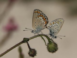 Anadolu Esmergz (Plebejus modicus)