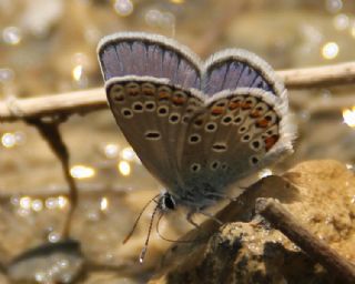 Anadolu Esmergz (Plebejus modicus)