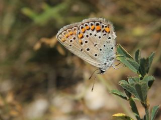 Anadolu Esmergz (Plebejus modicus)