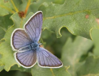 okgzl Gzel Mavi (Polyommatus bellis)