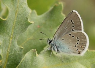 okgzl Gzel Mavi (Polyommatus bellis)